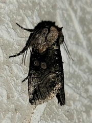 Abrostola microvalis