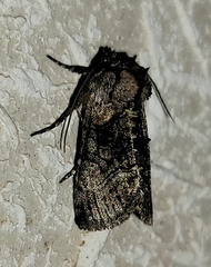 Abrostola microvalis