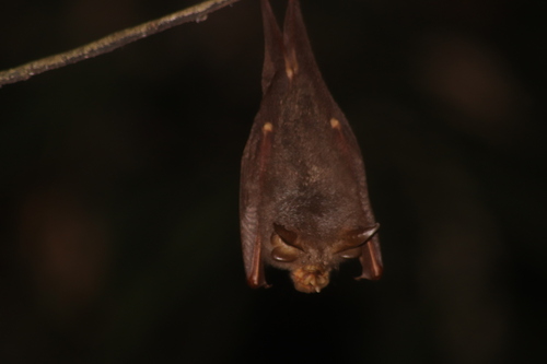 Trefoil Horseshoe Bat