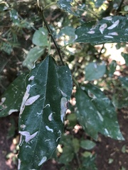Ceanothus integerrimus