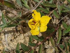 Chamaecrista garambiensis