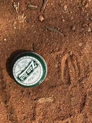 Raphicerus campestris