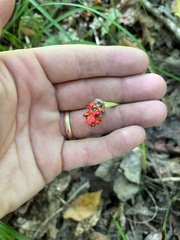 Arisaema quinatum