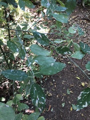 Ceanothus integerrimus