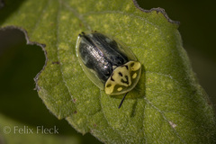 Physonota puncticollis