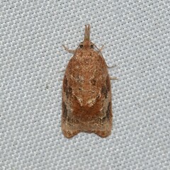 Tortricoidea