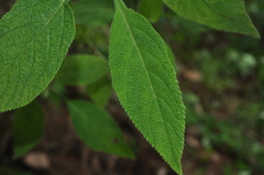 Lippia myriocephala