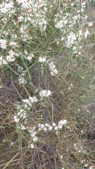 Hakea carinata