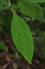 Lippia myriocephala