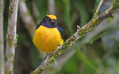 Euphonia xanthogaster