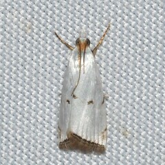 Argyria gonogramma