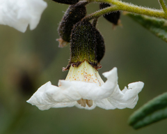Cordia decandra