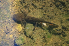 Caudata