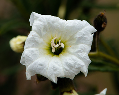 Cordia decandra