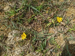 Chamaecrista garambiensis