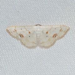 Scopula lautaria