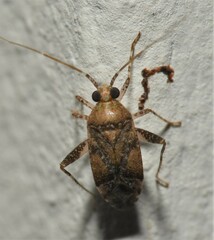 Taedia marmorata
