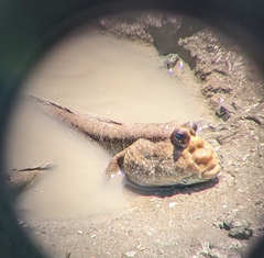 Periophthalmodon schlosseri