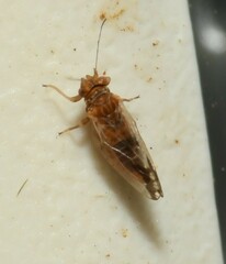 Heteropsylla intermedia