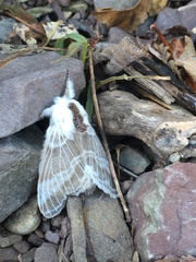 Tolype velleda