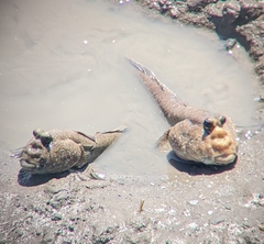 Periophthalmodon schlosseri