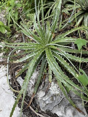 Hechtia