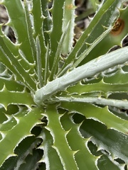 Hechtia