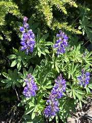 Lupinus latifolius