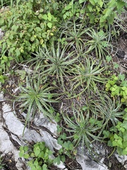Hechtia