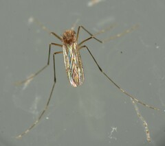 Culex tarsalis