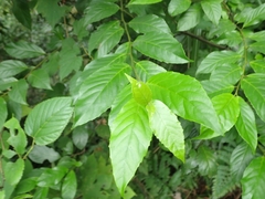 Maesa perlaria formosana