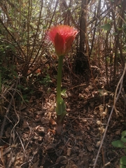 Scadoxus puniceus