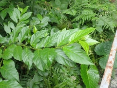 Maesa perlaria formosana