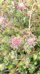 Opercularia scabrida