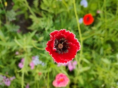 Papaver rhoeas
