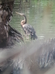 Anhinga rufa rufa