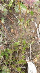 Opercularia scabrida
