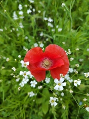 Papaver rhoeas