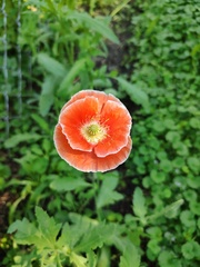 Papaver rhoeas