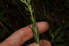Comesperma pallidum