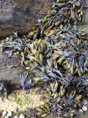 Fucus macroguiryi
