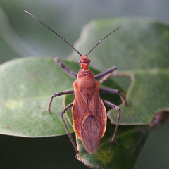 Cutocoris russatus