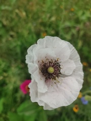 Papaver rhoeas
