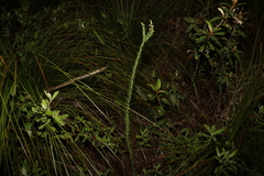 Comesperma pallidum
