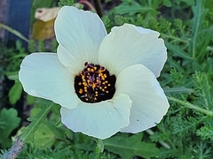 Hibiscus trionum