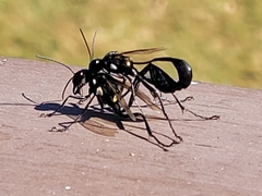 Eremnophila aureonotata