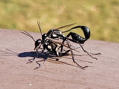 Eremnophila aureonotata