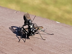 Eremnophila aureonotata