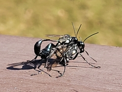 Eremnophila aureonotata