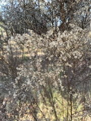 Eupatorium compositifolium